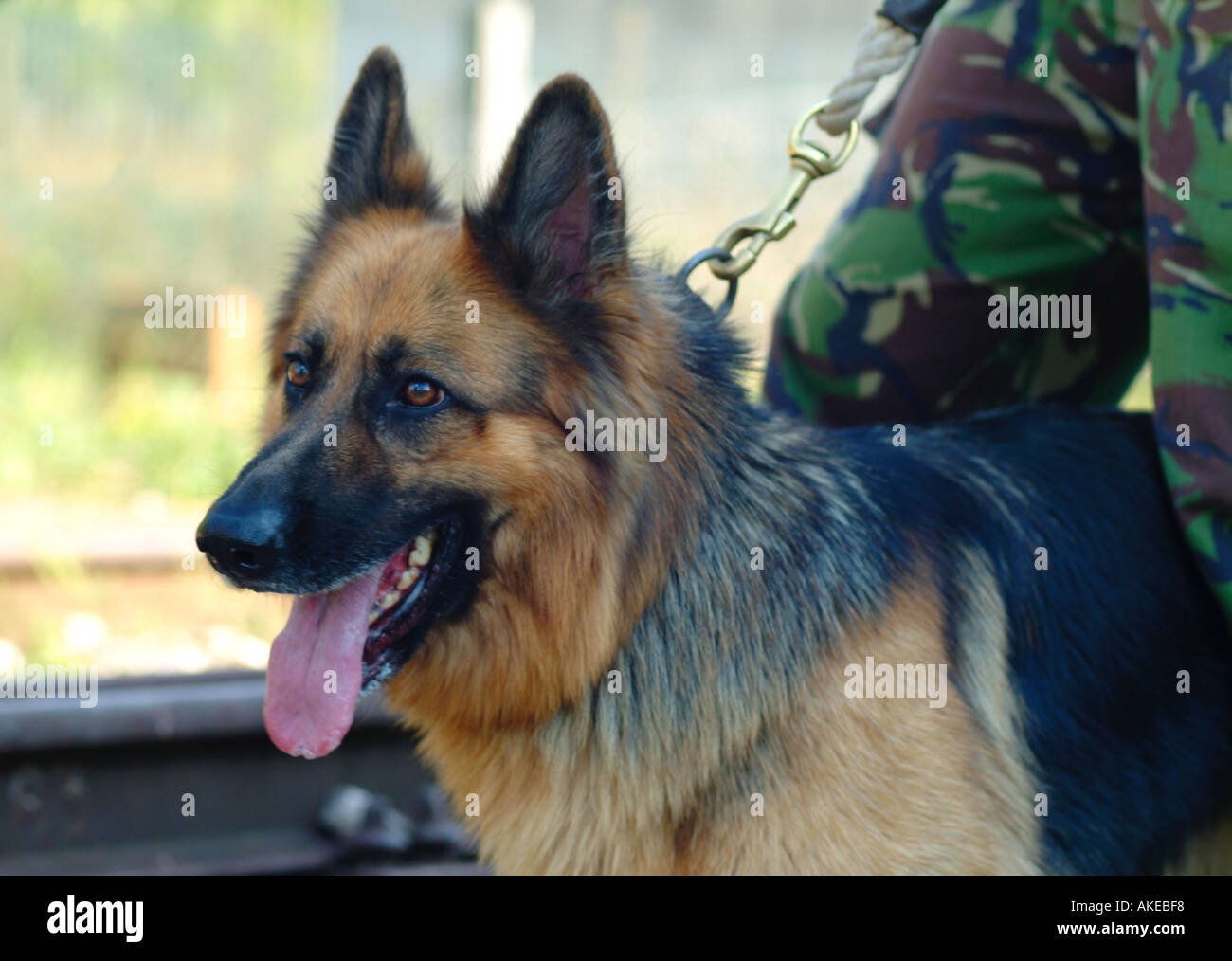 Elsässische Hund von der britischen Armee-Hund-Einheit Stockfoto