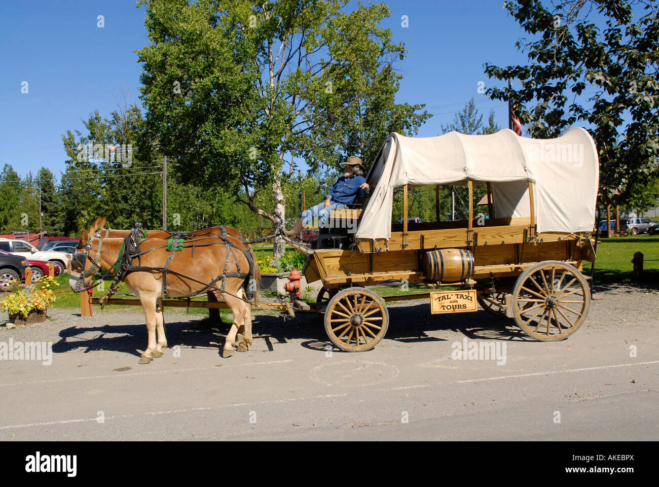 Historischen Planwagen mit Pferde und Fahrer in Stadt von Talkeetna Alaska AK Enttarnung im Norden in der Nähe von Denali Nationalpark Mt McKi Stockfoto