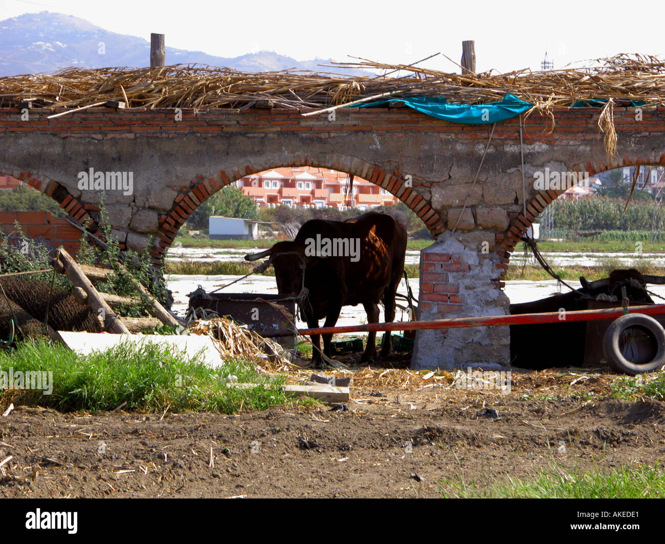 Bullen, die zum Ziehen von Ochsen Karren Caleta de Velez Málaga Provinz Spanien gehalten Stockfoto