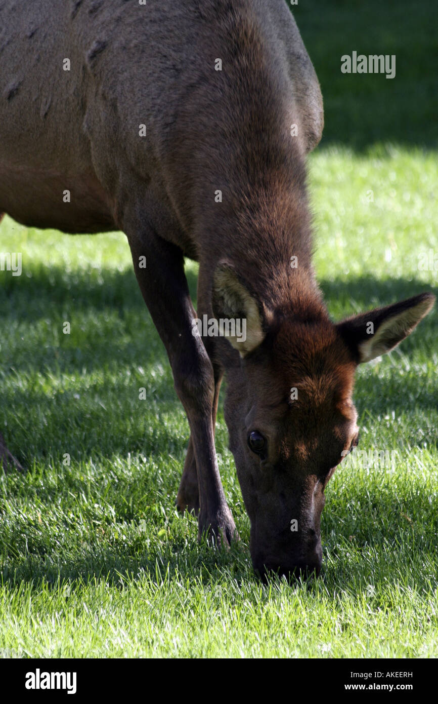 Grasende Elche in Fort Yellowstone, Mammoth Hot Springs Stockfoto