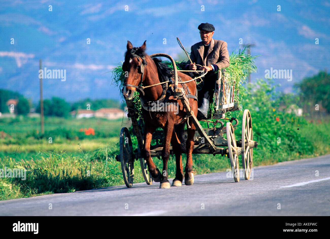 Griechenland, Zuge, Genissea Bei Xanthi,, Mann Auf Pferdekarren Stockfoto