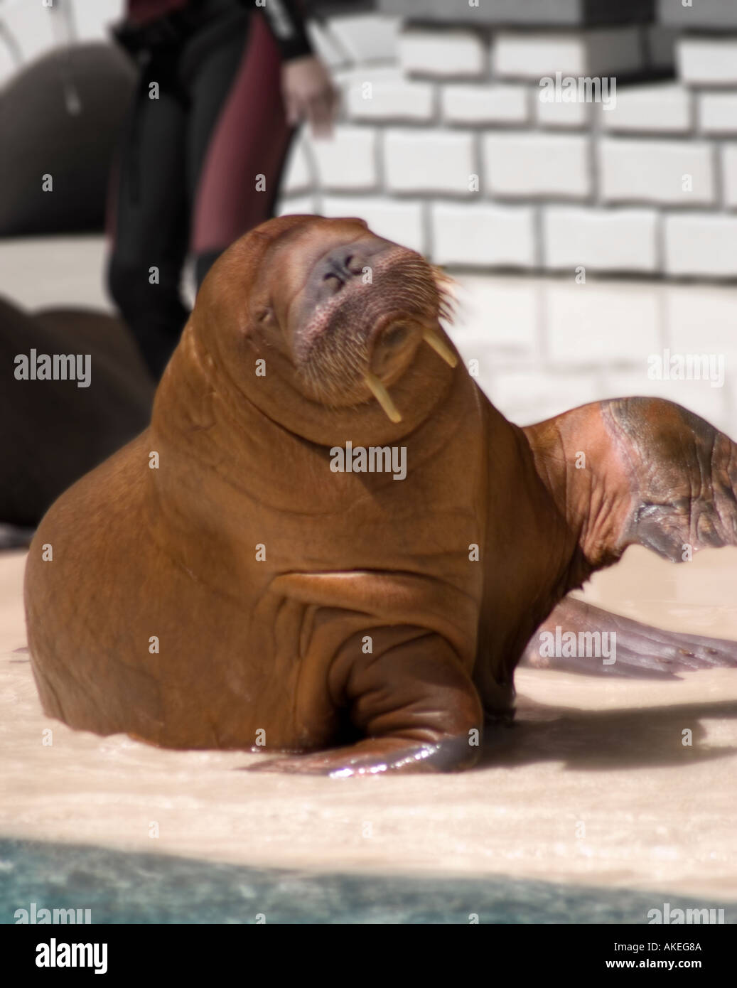 Walrosen weht während einer Live-Show im Marine Land, Niagara Falls, Kanada, vor einer Menge. Stockfoto