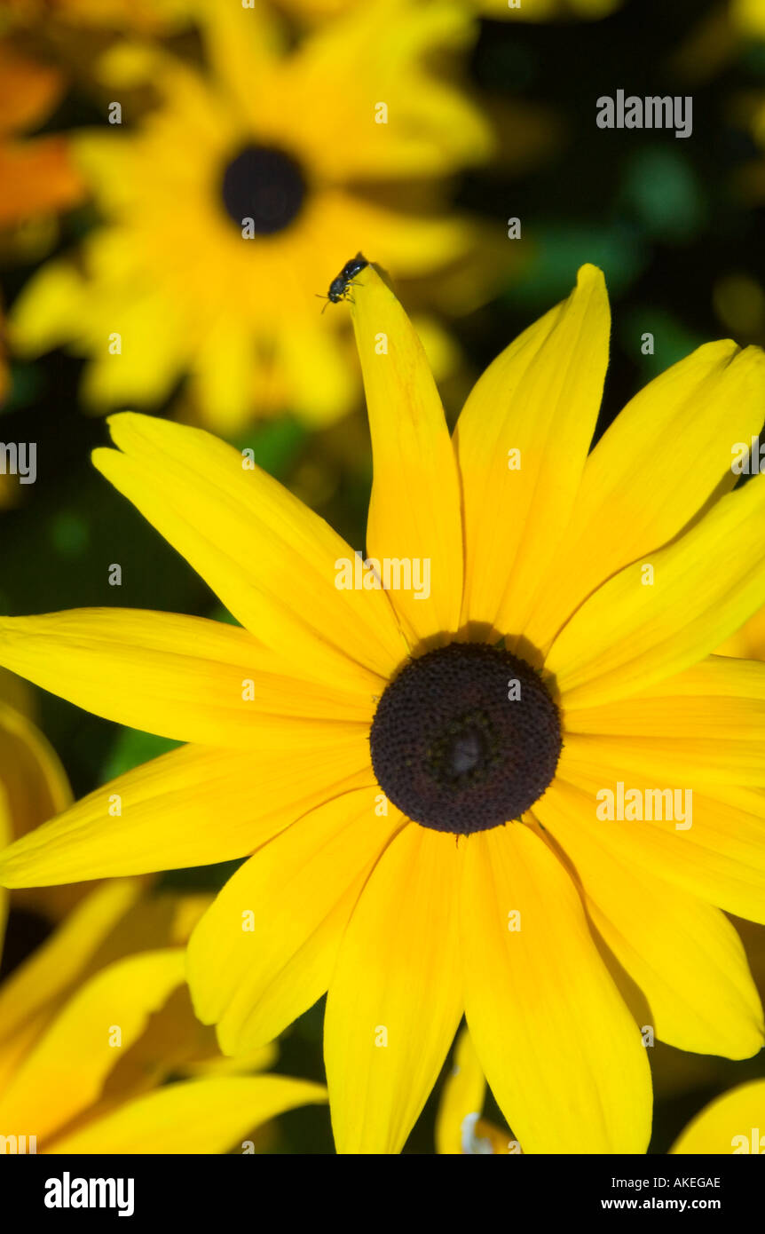 Stock Foto zeigt Nahaufnahme der gelbe Blume in Niagara Falls Kanada Stockfoto