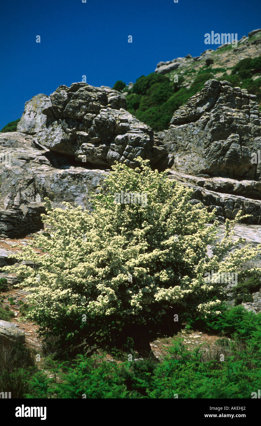 Griechenland, Insel Ikaria, Blühender Baum der alten Strasse von Langada Nach Kalamos ein der Westküste Stockfoto