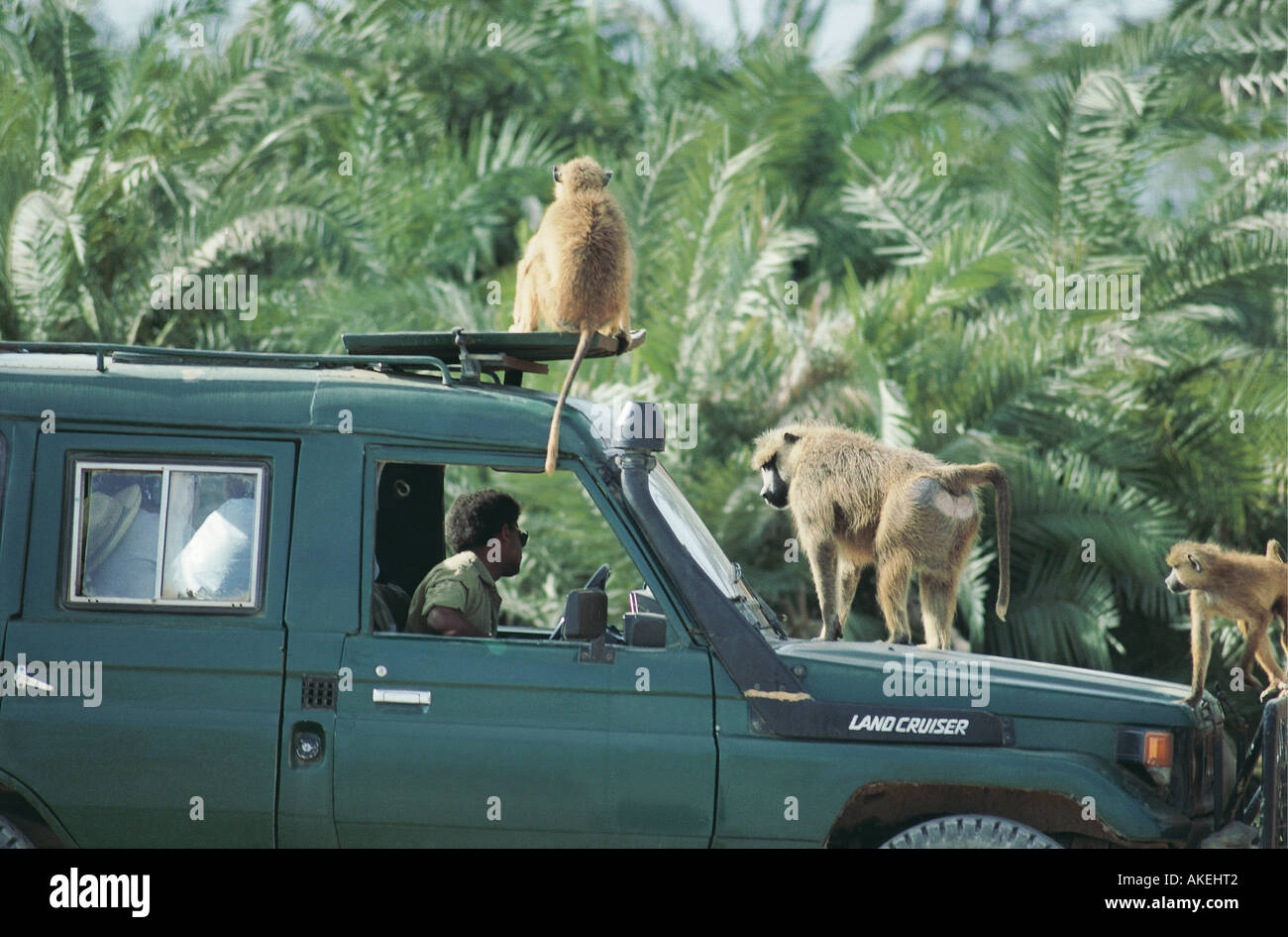 Gelbe Paviane auf einer Safari-Fahrzeug im Amboseli Nationalpark Kenia in Ostafrika Stockfoto