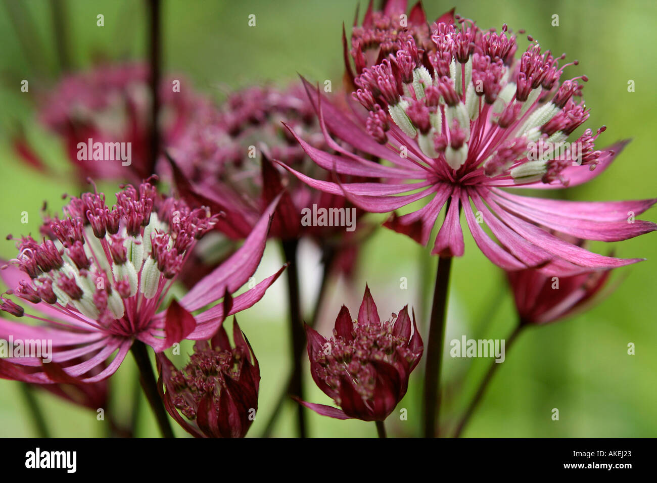 Astrantia Major Rubra Stockfoto