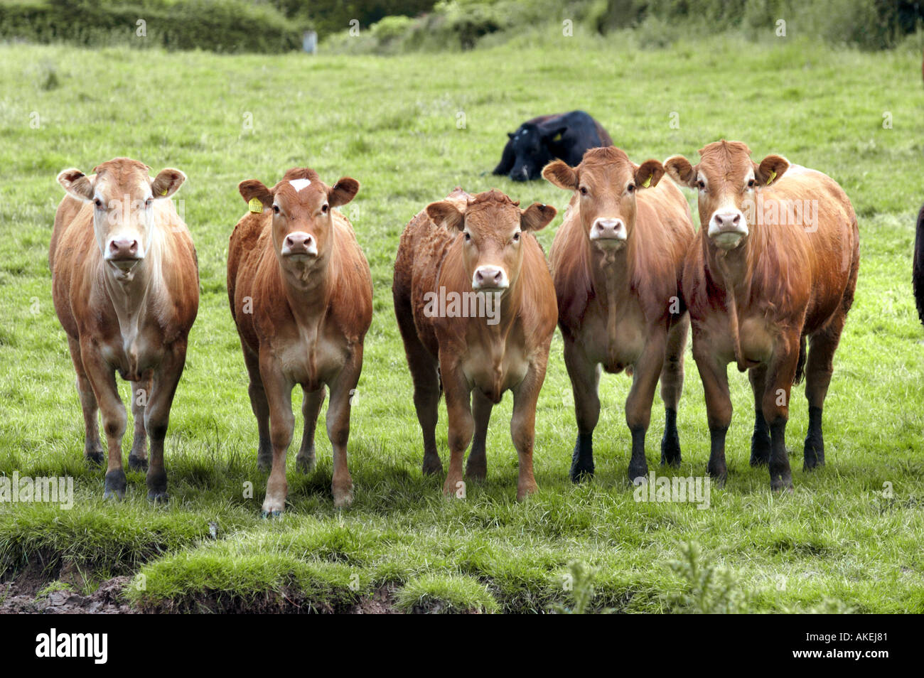 Färsen aufgereiht in einem Feld Stockfoto