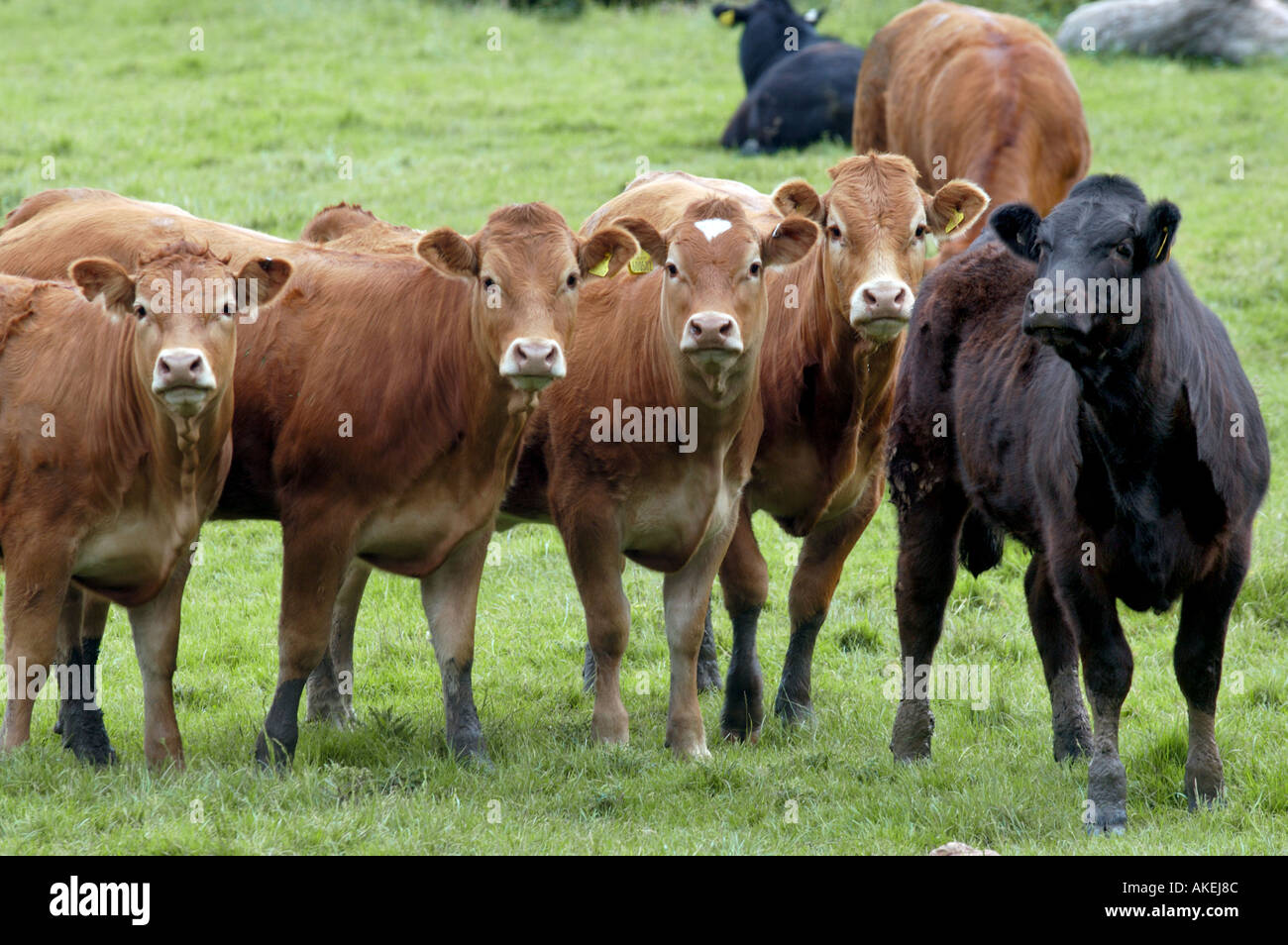 Färsen aufgereiht in einem Feld Stockfoto