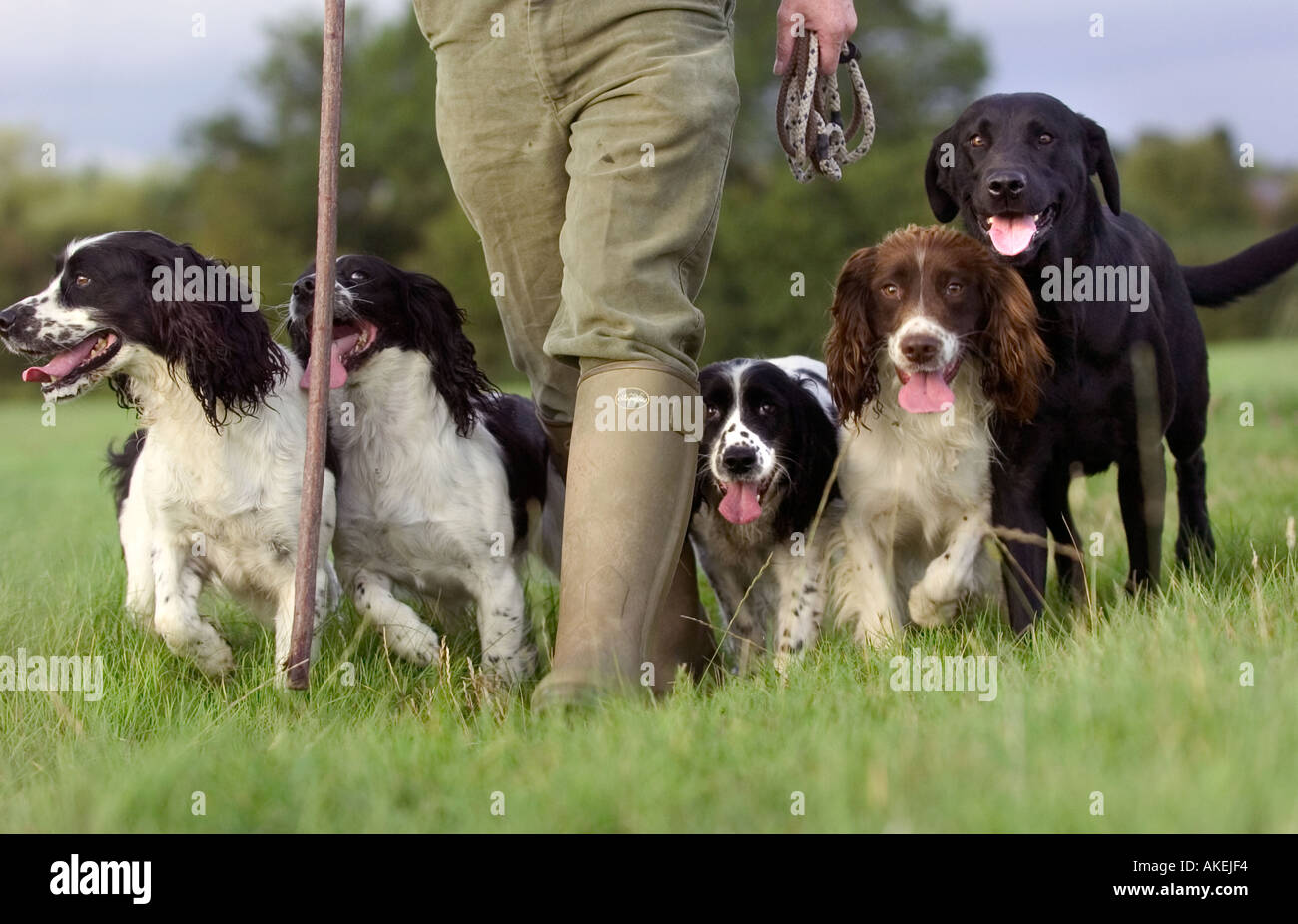 Springer spaniel Stockfoto