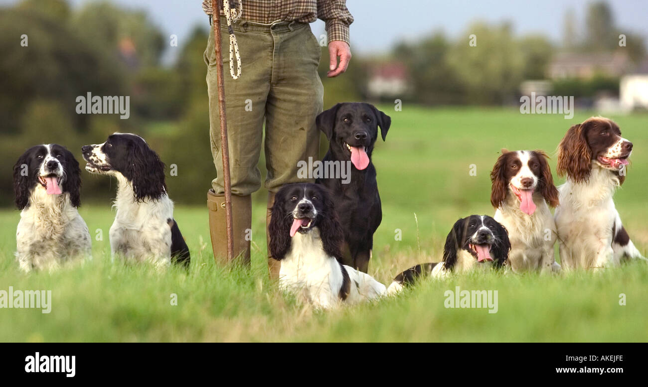 Springer Spaniel und schwarzer labrador Stockfoto