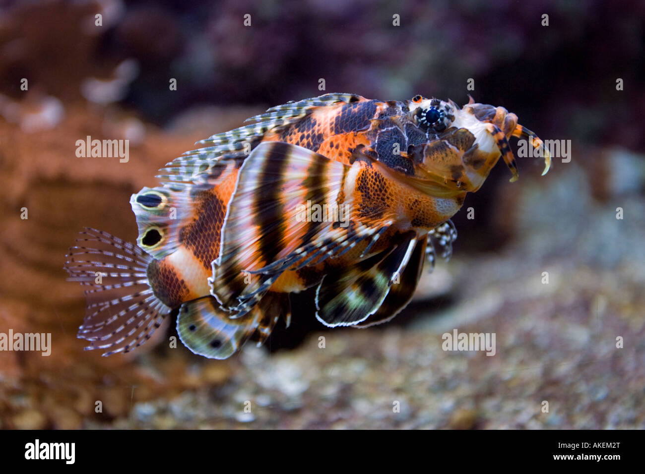 Zwerg Rotfeuerfische Dendrochirus Biocellatus Oceanopolis Brest-Bretagne-Frankreich Stockfoto