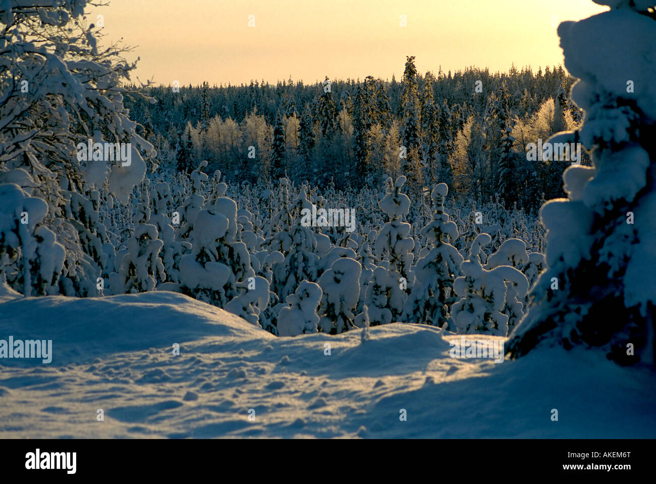Winter in Lappland Stockfoto