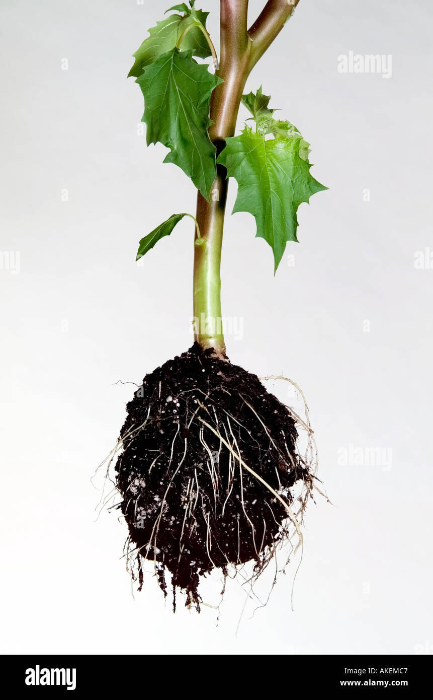 Stamm der Struktur Stockfoto