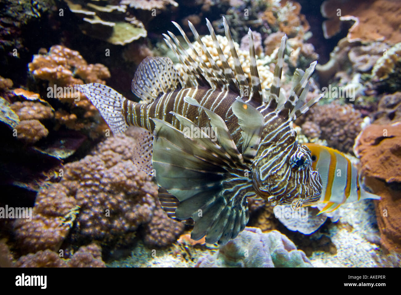 Roten Rotfeuerfisch Pterois Volitans auch genannt Dragonfish Scoprion Fisch Oceanopolis Brest-Bretagne-Frankreich Stockfoto