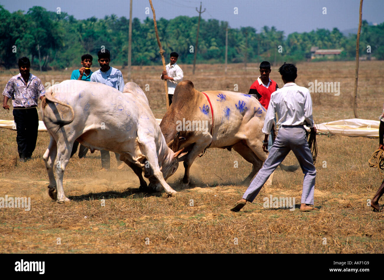 Indien, Goa, Bezirk Salcete, Stierkampf Stockfoto