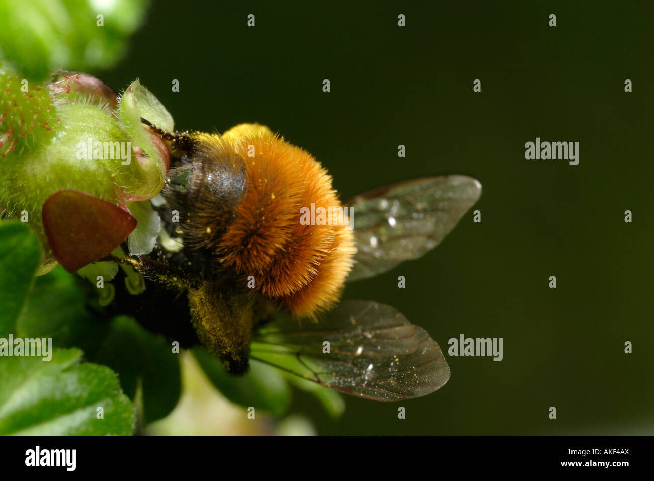 Andrena Fulva oder Rasen Biene, eine wilde Biene auf einer Stachelbeere Blume Stockfoto