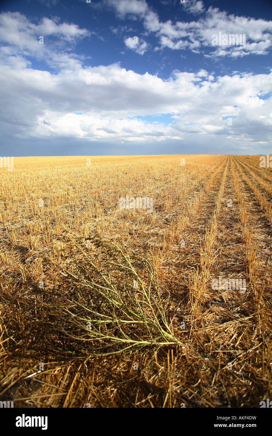 Russian Thistle in einem Stoppelfeld Saskatchewan Stockfoto