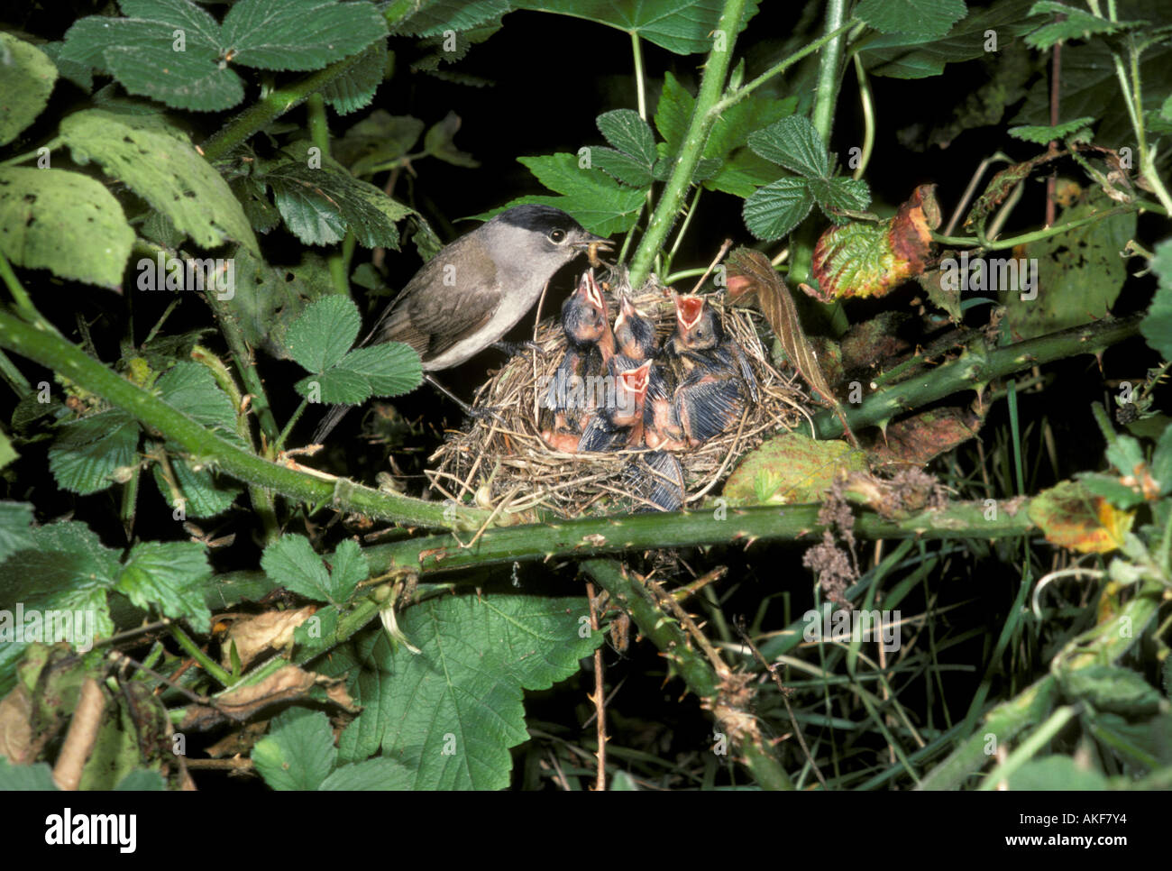 Mönchsgrasmücke Sylvia Atricapilla Männchen am Nest, die Jungen füttert Stockfoto