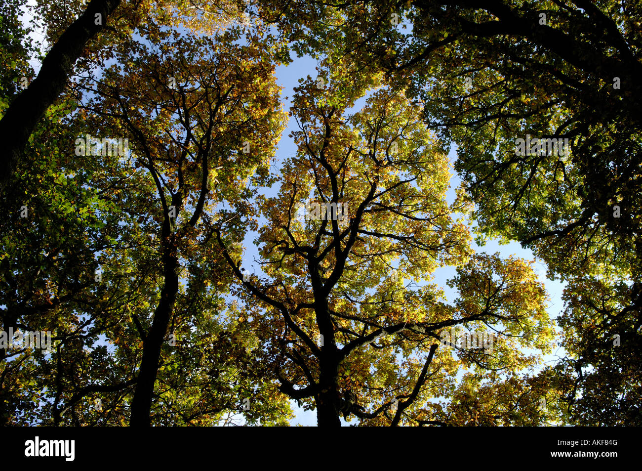 Herbstfarben auf Eichen in der Eisenzeit Fort Blackbury Camp in der Nähe von Honiton Devon Stockfoto