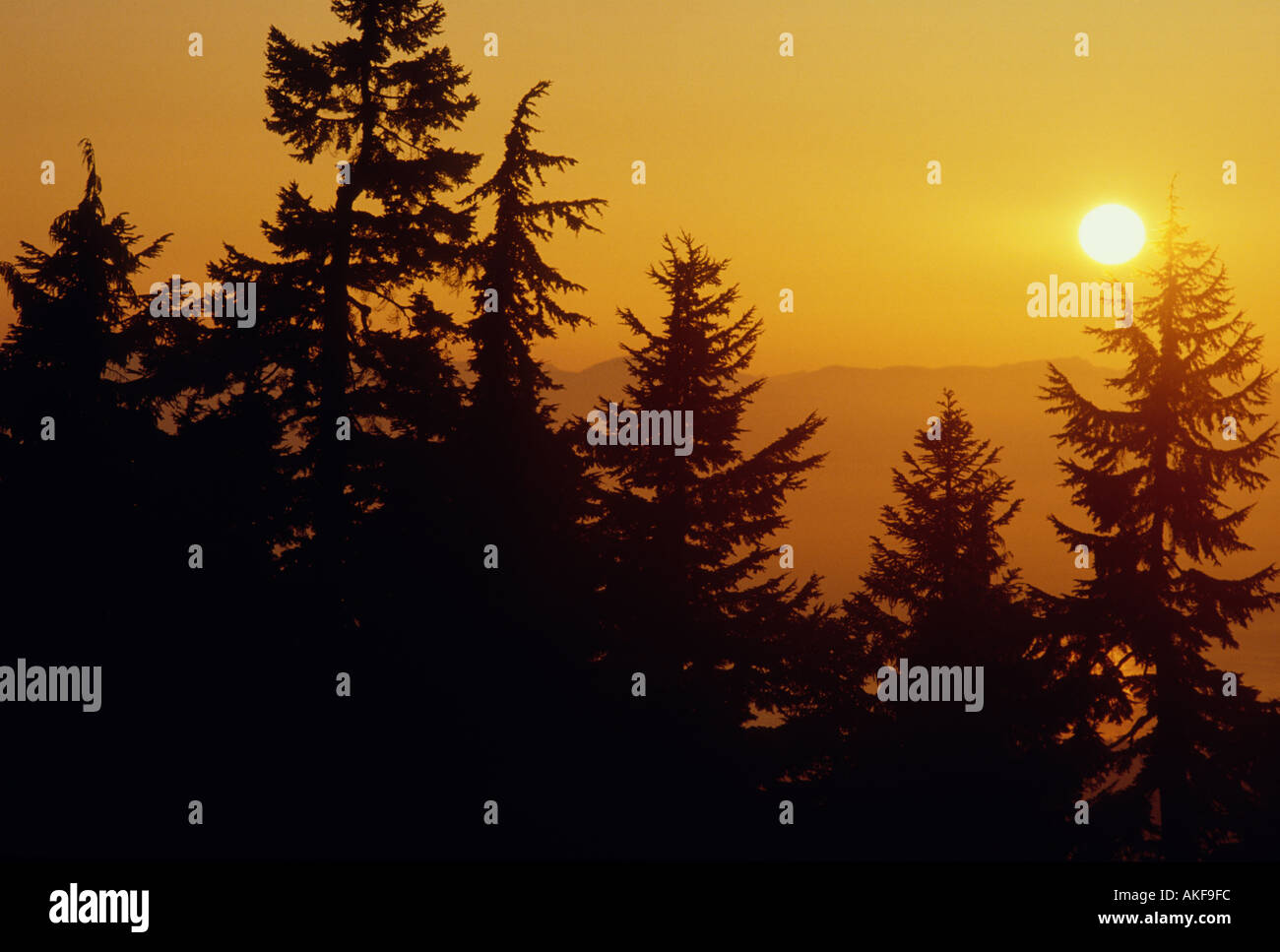 Sonnenuntergang über Wald Mt Seymour British Columbia Kanada Stockfoto