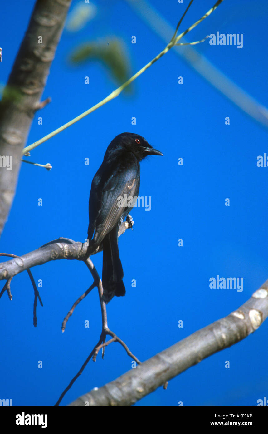 Gabel angebundene Drongo Dicrurus Adsimilis Namibia Stockfoto
