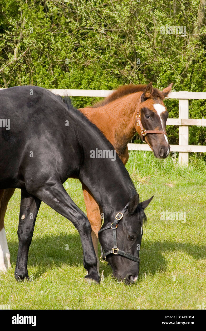 Stute und Fohlen 5 Monate alt Hannoveraner Warmblut Stockfoto Stute und Fohlen 5 Monate alt Hannoveraner Warmblut Stockfoto