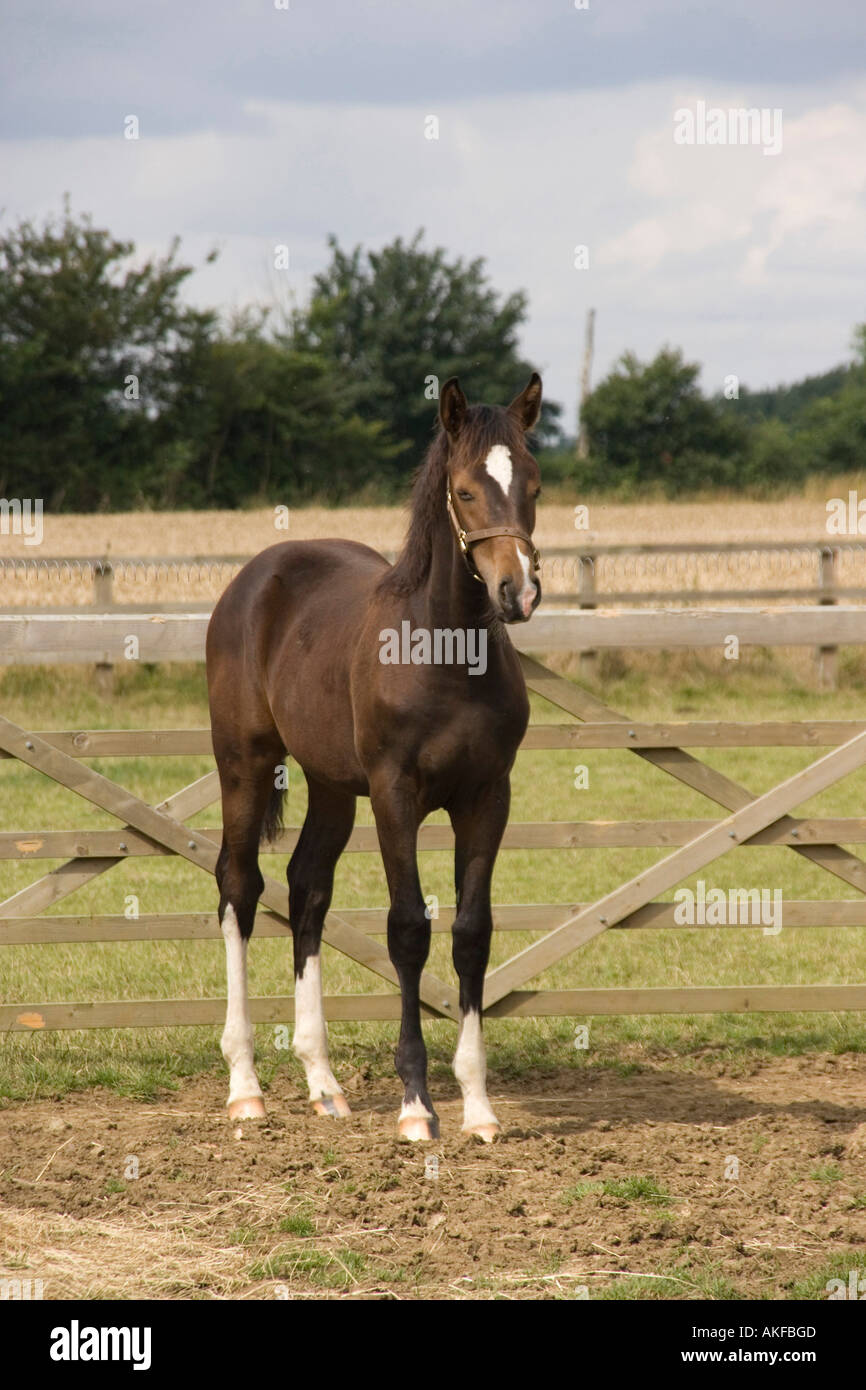 6 Monate altes Fohlen Hannoveraner Warmblut Stockfoto 6 Monate altes Fohlen Hannoveraner Warmblut Stockfoto