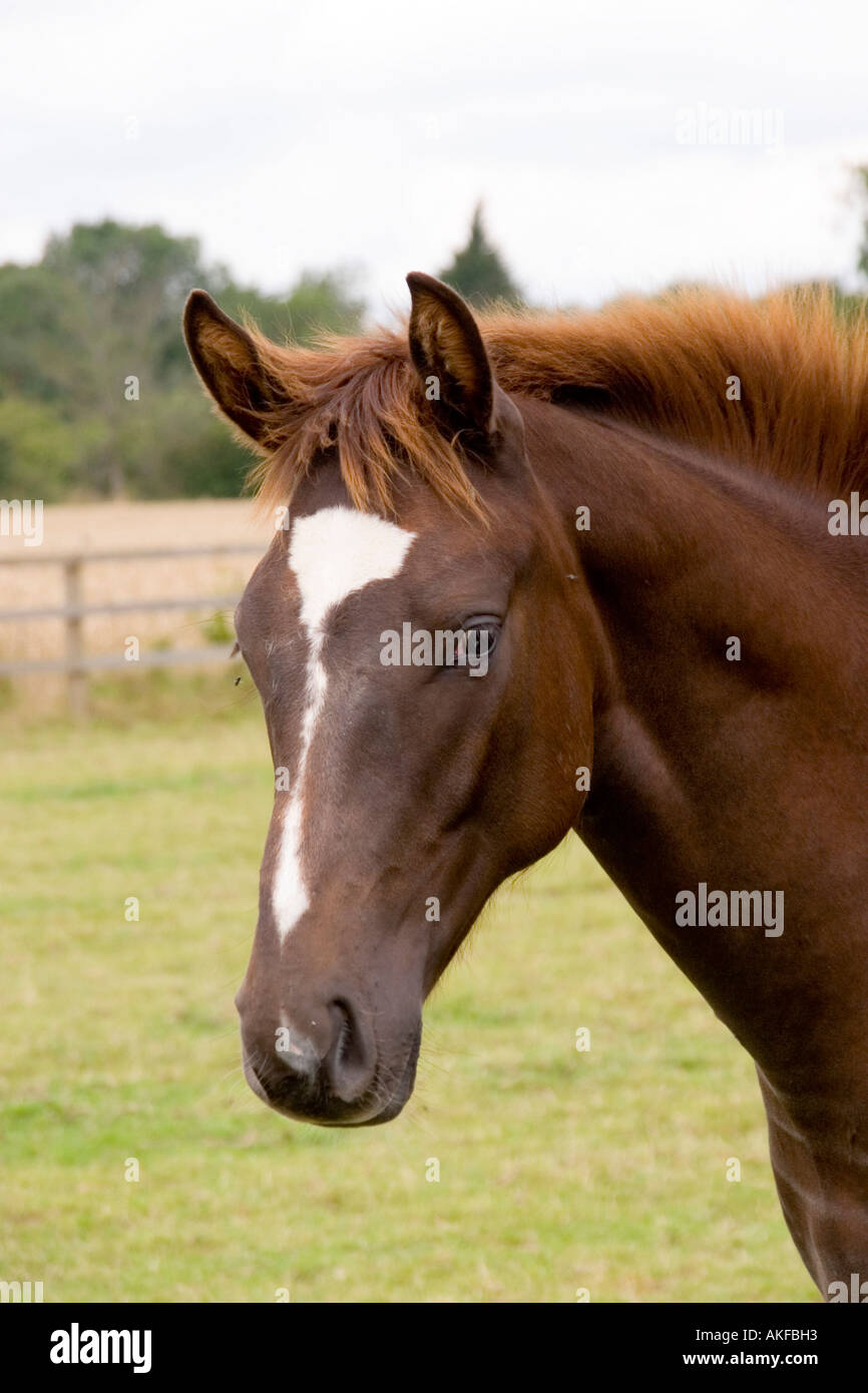 7 Monate alten Hannoveraner Warmblut Fohlen Stockfoto 7 Monate alten Hannoveraner Warmblut Fohlen Stockfoto