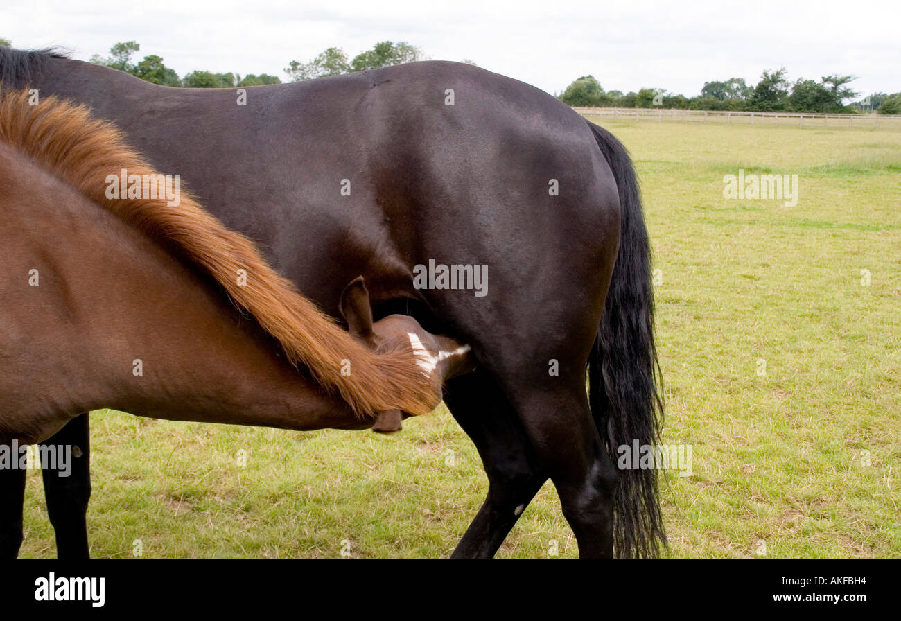 7 Monate alten Hannoveraner Fohlen von Stute Spanferkel Stockfoto 7 Monate alten Hannoveraner Fohlen von Stute Spanferkel Stockfoto