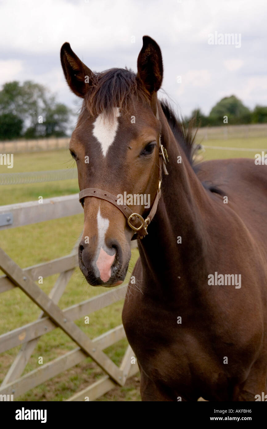 6 Motte alte Hannoveraner Fohlen Fohlen Stockfoto 6 Motte alte Hannoveraner Fohlen Fohlen Stockfoto