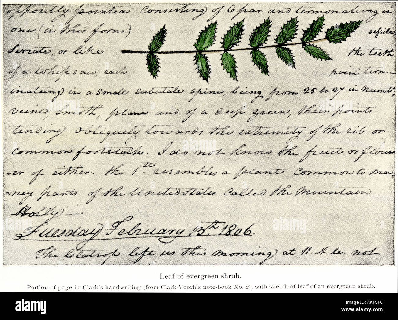 William Clark Skizze einer immergrünen Strauch Blatt in seinem Tagebuch der Lewis und Clark Expedition 1804-1806. Handcolorierte Halbton Stockfoto