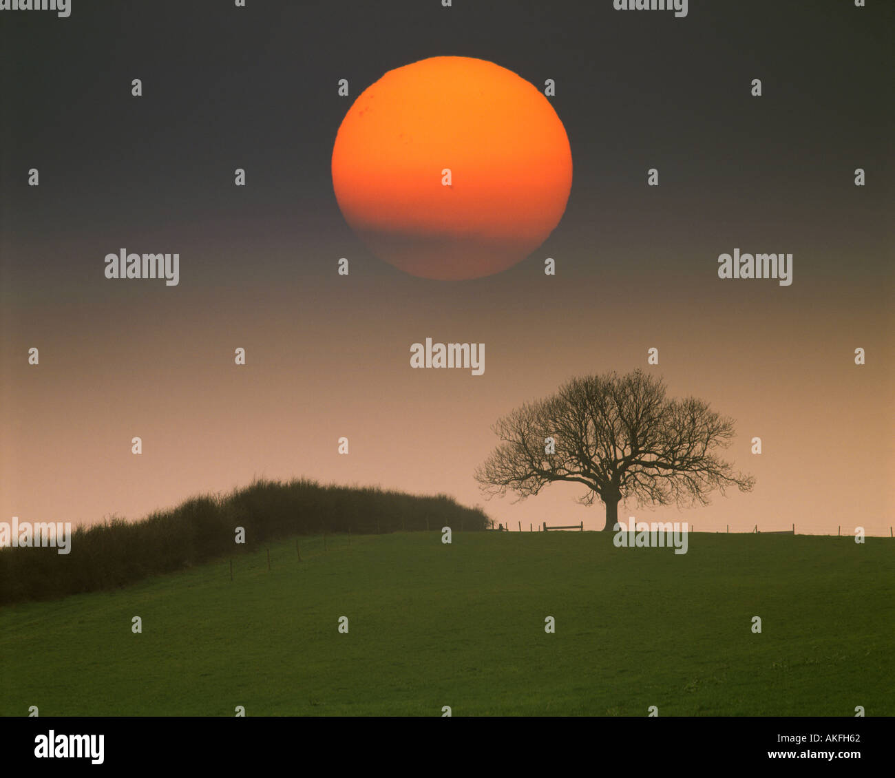 GB - BEDFORDSHIRE: Baum mit Sonne in der Nähe von Woburn Stockfoto