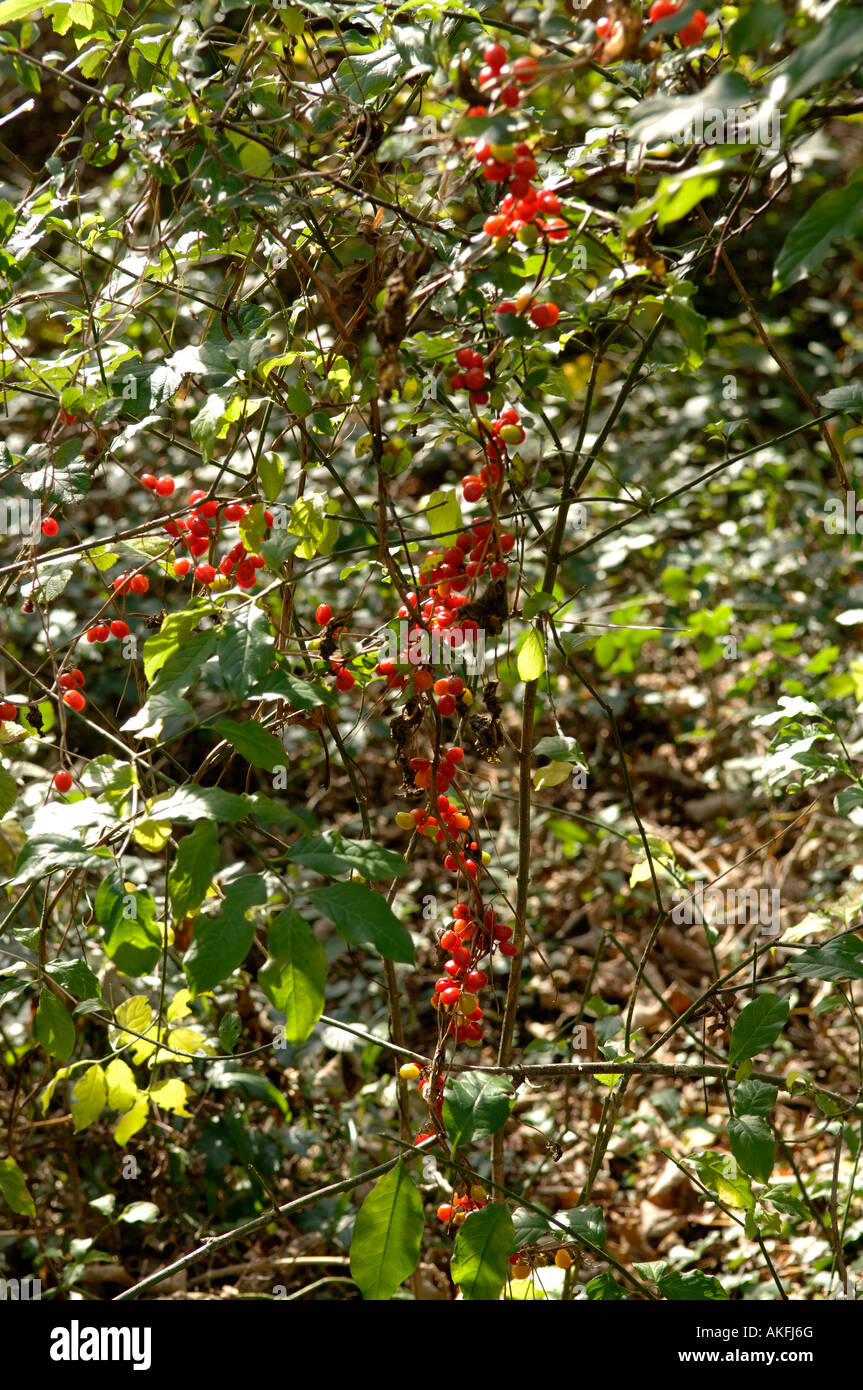 Schwarz-Zaunrübe Tamus Communis Reife rote giftige Beeren im Herbst Stockfoto