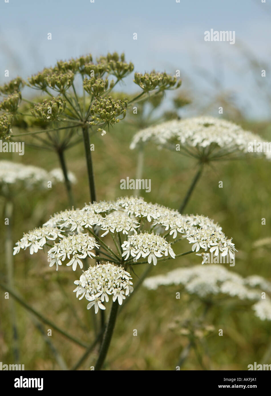 Kuh Petersilie wächst in Natutral wilden Umgebung neben Autobahn Stockfoto