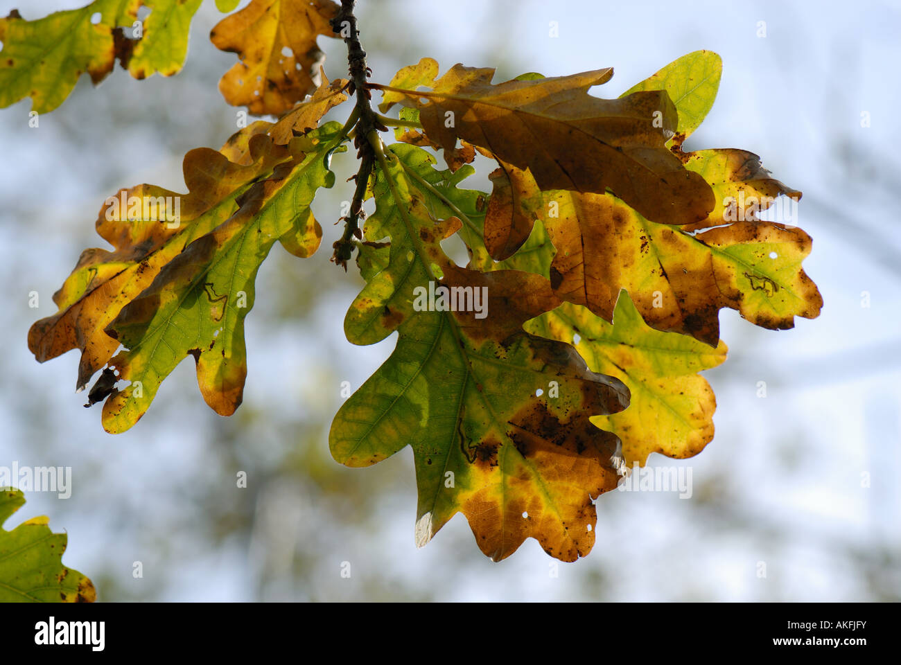 Eiche Quercus Robur verlässt Farbwechsel im Herbst Stockfoto