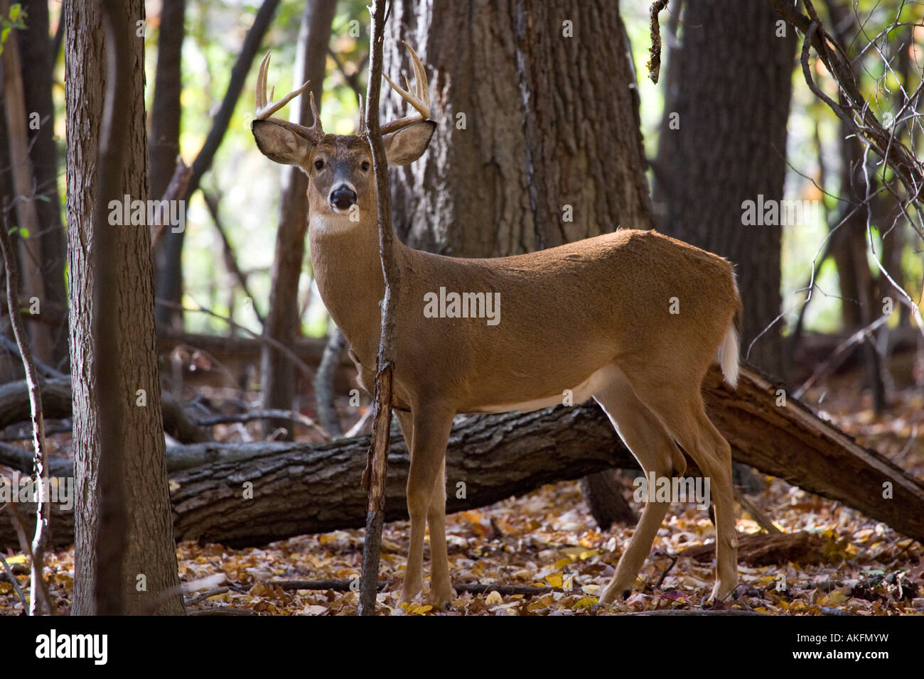 Herrliche Whitetail Bock stehend im Wald Stockfoto