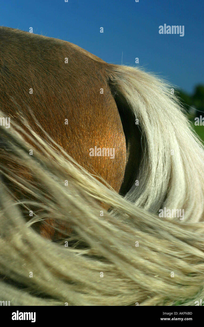 Nahaufnahme von Pferde-Schweif Stockfoto