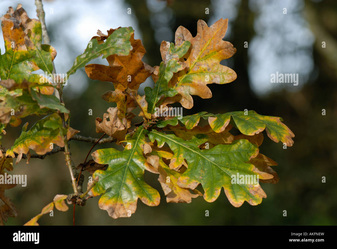 Eiche Quercus Robur verlässt Farbwechsel im Herbst Stockfoto