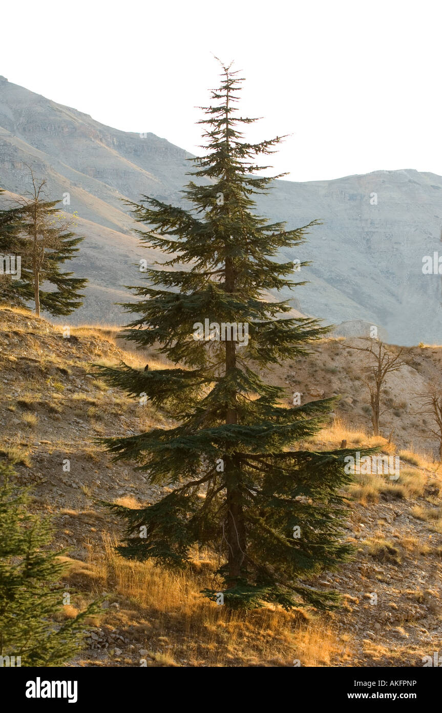 Cedrus libani libanon zeder oder zeder von libanon Fotos und