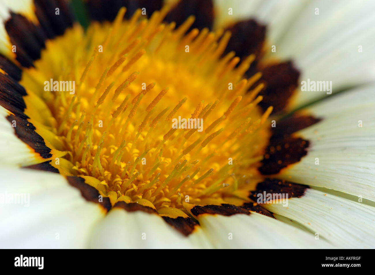 Gazanien - Chansonette Serie Stockfoto