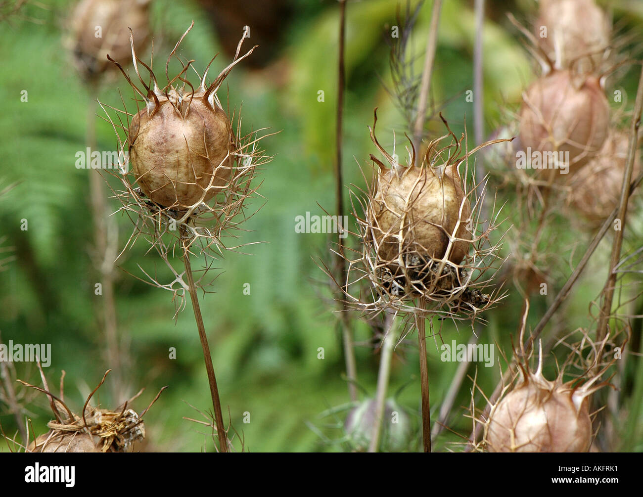 Nigella Seedheads Stockfoto