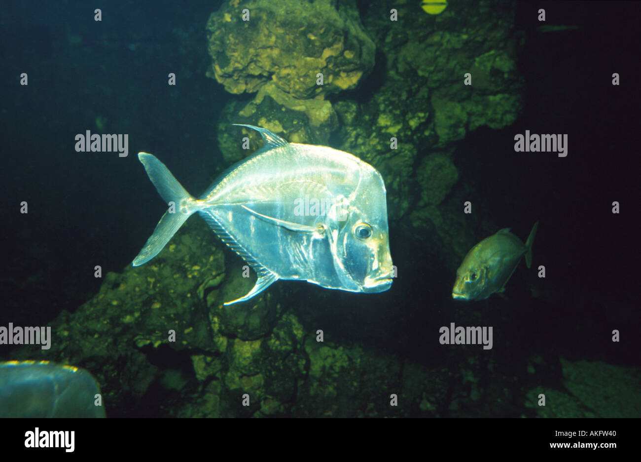 Atlantik Lookdown, Moonfish, Bluntnose, Jorabado (Selene Vomer) Stockfoto