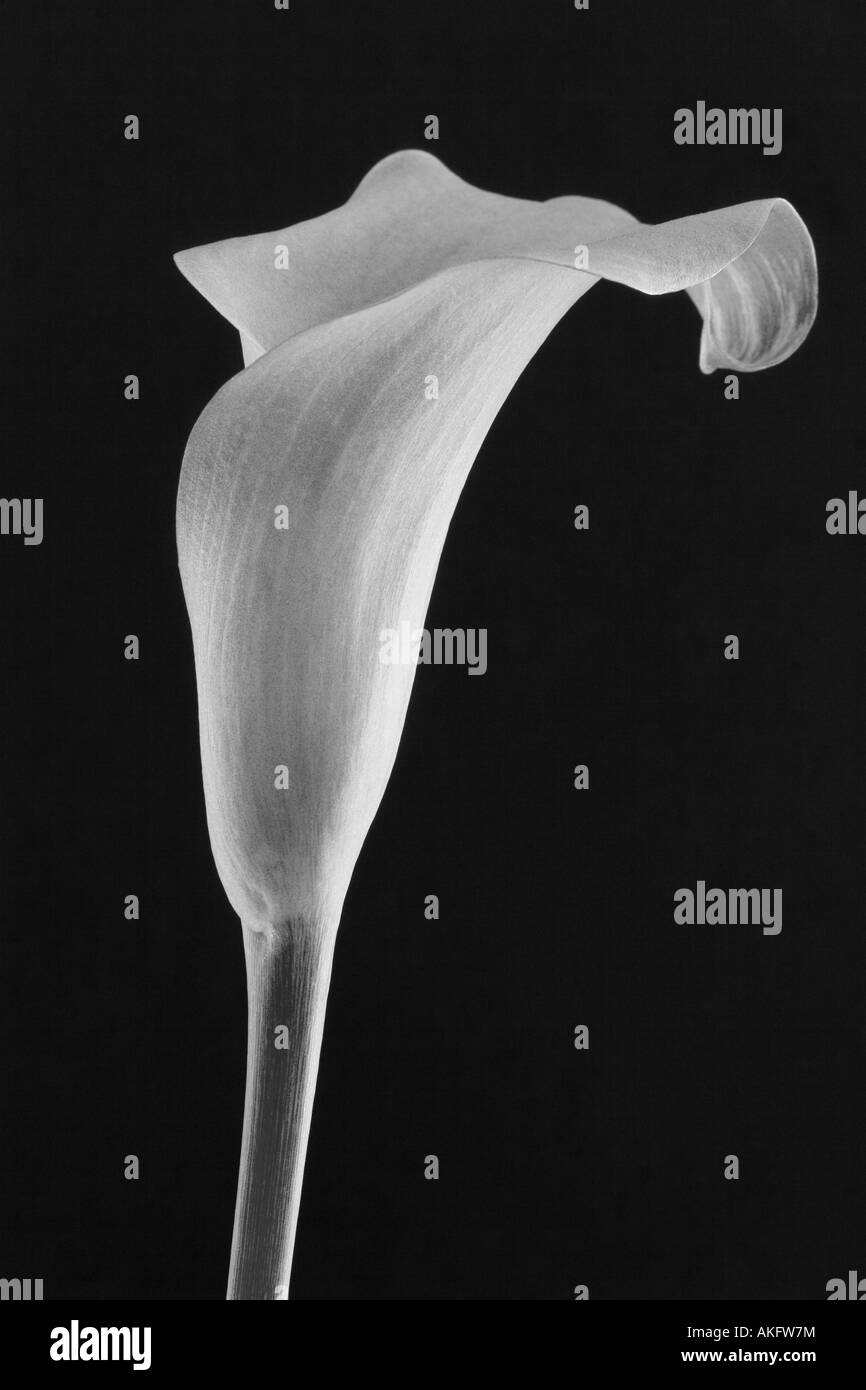 Monochrome Cala Lily Stockfoto