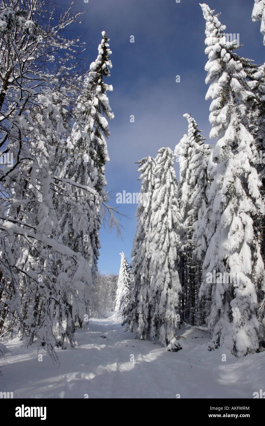 Schneebedeckten Fichten im Nationalpark Bayerischer Wald. Stockfoto