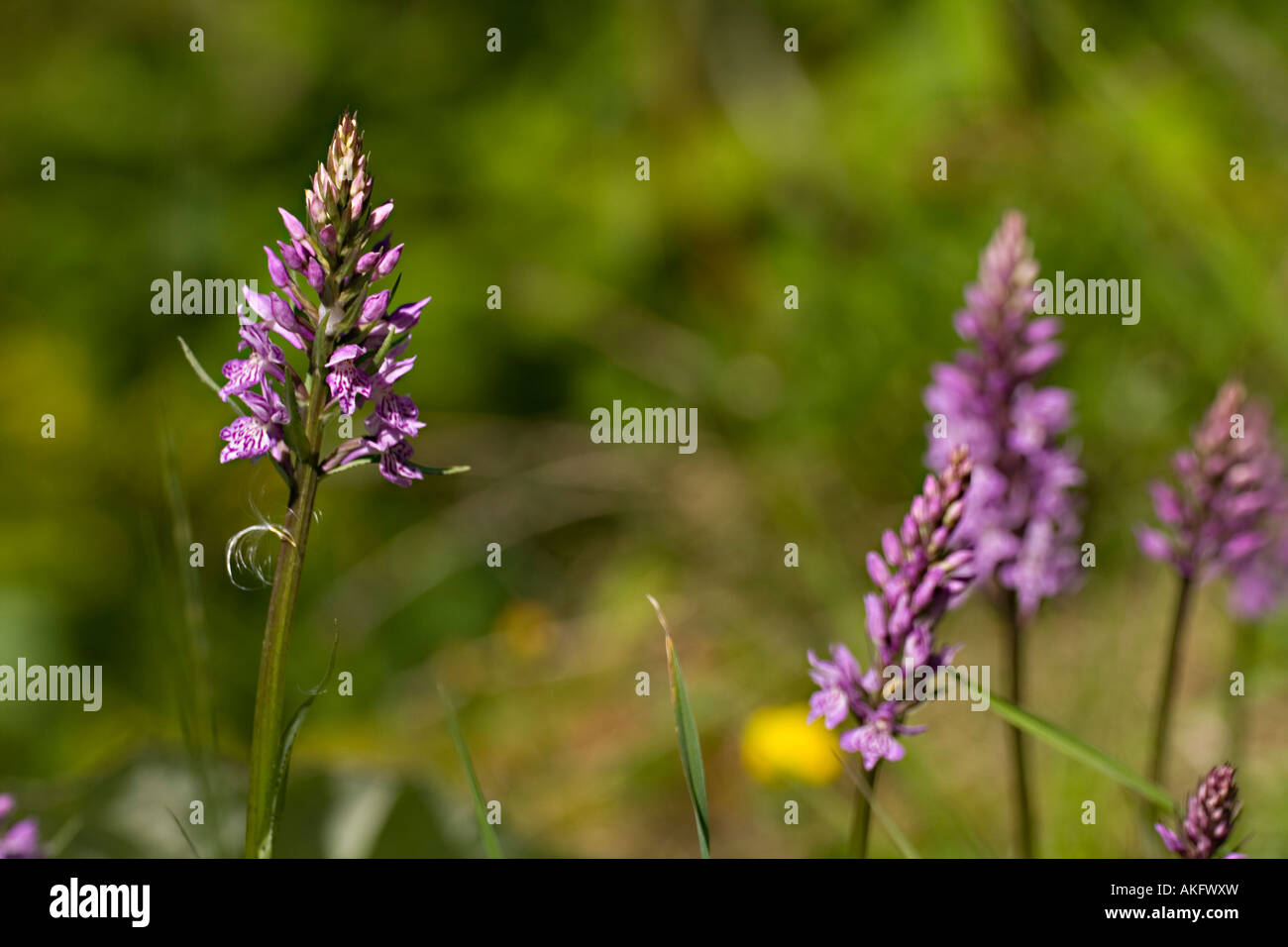 Heide gesichtet Orchidee; Dactylorhiza maculata Stockfoto