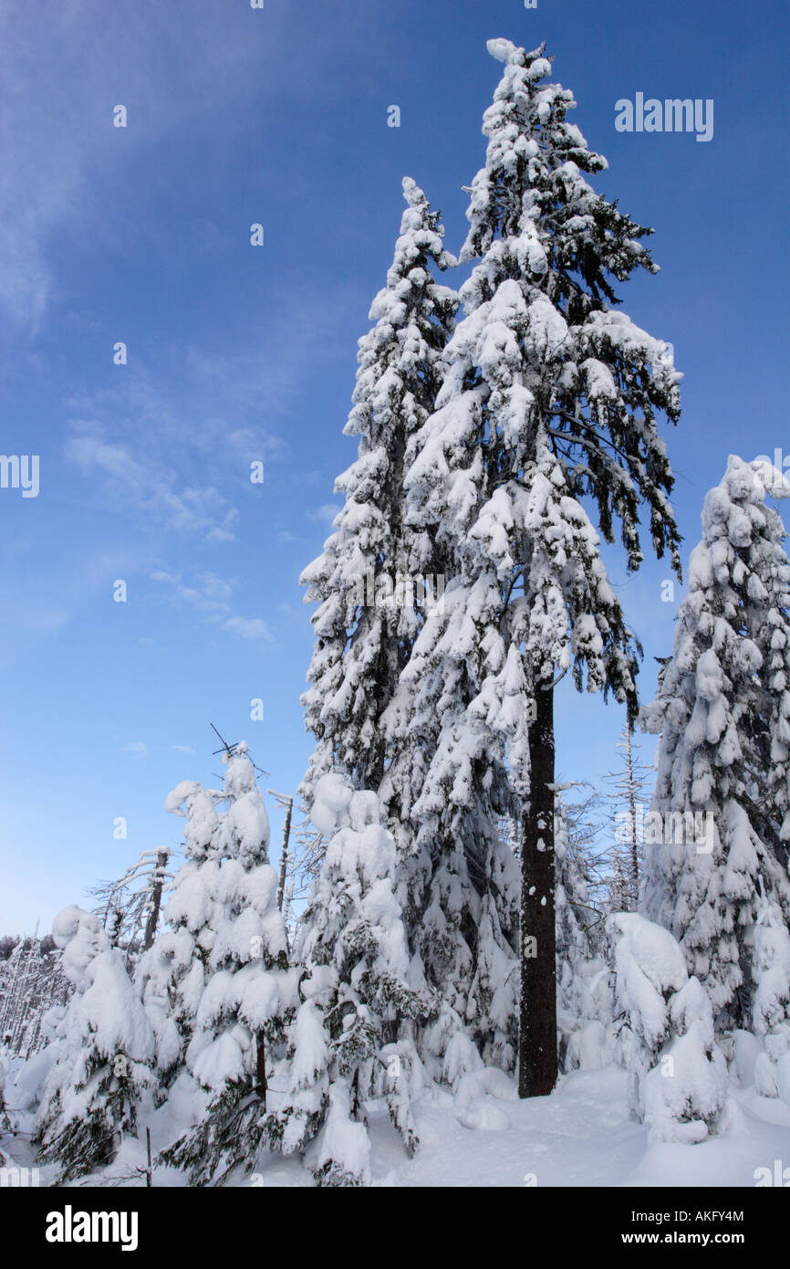 Schneebedeckten Fichten im Nationalpark Bayerischer Wald. Stockfoto