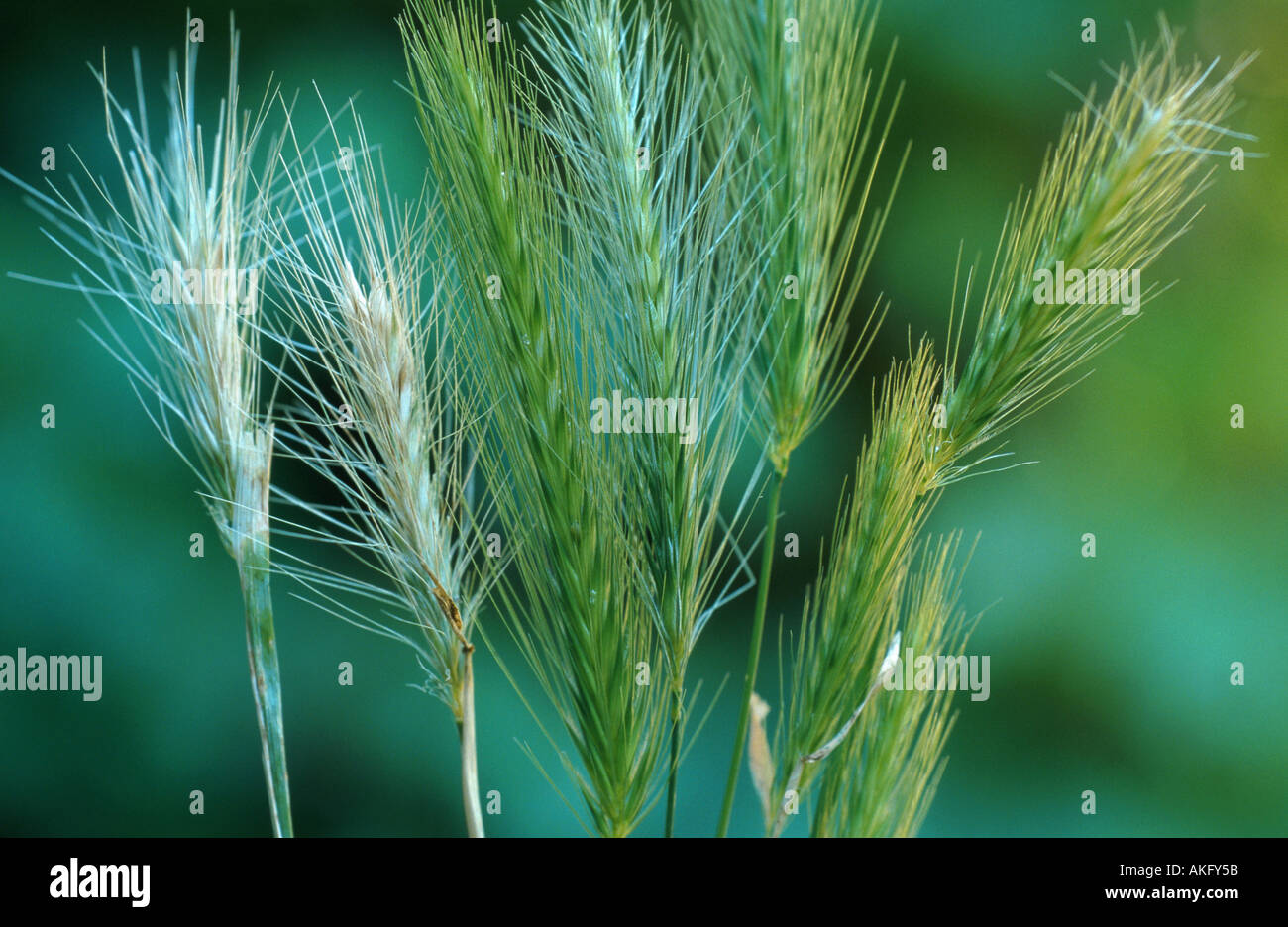 Maus-Gerste (Hordeum Murinum), spikes Stockfoto