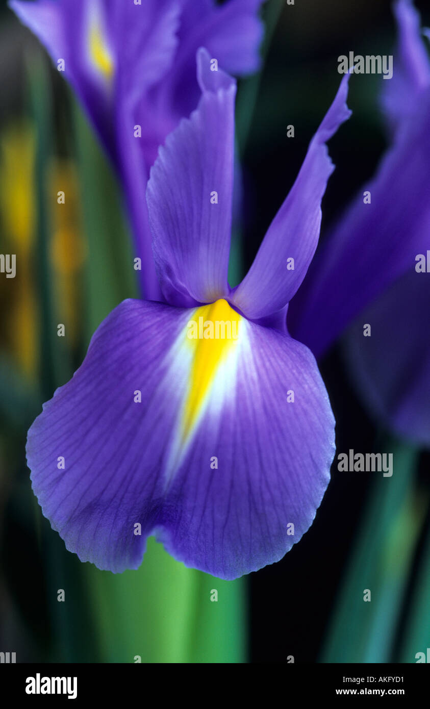 Iris Xiphion blaue Magie Stockfoto