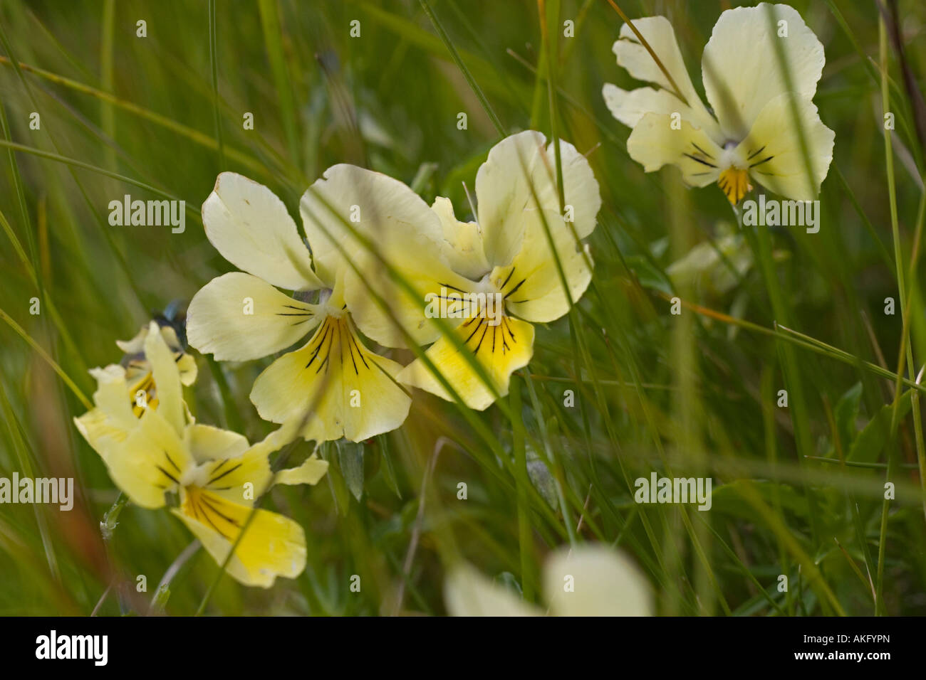 Berg-Stiefmütterchen - Viola lutea Stockfoto
