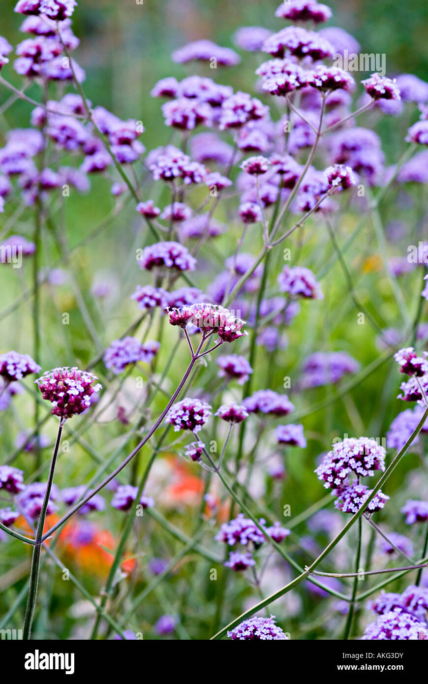 Verbena Bonariensis lila Blüte Bish Stamm Stockfoto